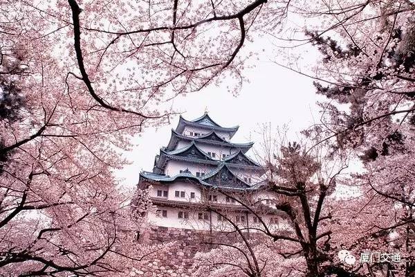名古屋vs大阪，樱花盛开下的城市魅力